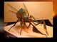 The final spider bug maquette, with colors and final materials.
