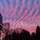Bright pink regularly rippling clouds.