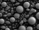Various pollen grains, highly magnified.