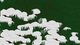 blobs of snow intermingled with grass growing up between them