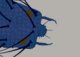 A blue insectoid head, showing shell details, eyes, hairs, mouthparts.
